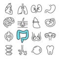 Black line Internal Organs icons set. Includes such Icons as Liver, Heart, Embryo.