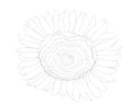 Black line sunflower flower isolated on the white background Royalty Free Stock Photo