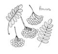 Black liner set Rowan Tree. Isolated elements of rowanberry or ashberry. Sketch leaves and cluster of Sorbus berry. Brunch of sorb