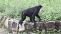 black lion-tailed macaques walking in the ground Royalty Free Stock Photo