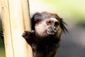 Black Lion Tamarin holding a post Royalty Free Stock Photo