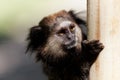Black Lion Tamarin hung on a post Royalty Free Stock Photo