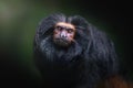 Black Lion Tamarin monkey Royalty Free Stock Photo