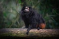 Black Lion Tamarin Royalty Free Stock Photo