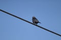 A black little bird is sitting on the wire in the sky. Royalty Free Stock Photo