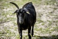 Black goat walking wickedly through the fields