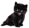 Black little kitten licking
