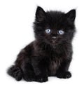 Black little kitten sitting down Royalty Free Stock Photo