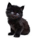 Black little kitten sitting down