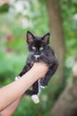 black little kitten with a white mustache looks forward Royalty Free Stock Photo