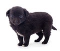 Black little puppie Royalty Free Stock Photo