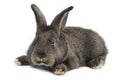 Black little rabbit Royalty Free Stock Photo