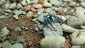 Black little spider on the ground Royalty Free Stock Photo