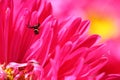 Black spider on pink daisy flower Royalty Free Stock Photo