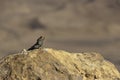 A black lizard basking in the sun on a rock against the backdrop of the mountains of Crater Ramon. Israel Royalty Free Stock Photo