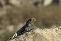 A black lizard basking in the sun on a rock against the backdrop of the mountains of Crater Ramon. Israel Royalty Free Stock Photo