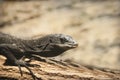 Black Lizard Royalty Free Stock Photo