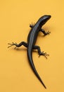 A black lizard with a shiny, Royalty Free Stock Photo