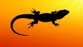 Black Lizard Silhouette on Vibrant Orange Background Royalty Free Stock Photo
