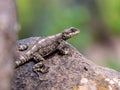 Black lizard sitting on a rock on the morning and basking in the sun. Royalty Free Stock Photo