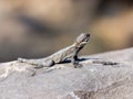 Black lizard sitting on a rock on the morning and basking in the sun. Royalty Free Stock Photo