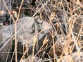 Black lizard sitting on a rock on the morning and basking in the sun. Royalty Free Stock Photo