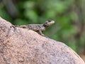 Black lizard sitting on a rock on the morning and basking in the sun. Royalty Free Stock Photo