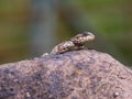 Black lizard sitting on a rock on the morning and basking in the sun. Royalty Free Stock Photo