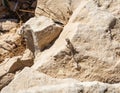 Black  lizard sitting on a rock on the morning and  basking in the sun in Mitzpe Ramon, Israel Royalty Free Stock Photo