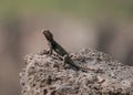 Black lizard sitting on a stone Royalty Free Stock Photo