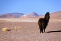 Black llama in Bolivia Royalty Free Stock Photo