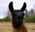 black llama looks into the camera while walking in the park. Livestock, farming Royalty Free Stock Photo