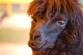 Black Llama with Lots of Shaggy Fur Royalty Free Stock Photo