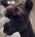 Black Llama Royalty Free Stock Photo