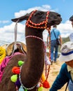 Black Llama posing - Llama negra posando Royalty Free Stock Photo