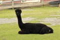 Black Llama sitting on ground, what are you looking at, Royalty Free Stock Photo