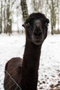 A black llama with sleek ears looks into the camera Royalty Free Stock Photo