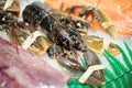 Black lobster closeup in a market