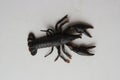 Black lobster toy on a gray surface