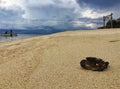 Black local Crab on the beach, koh munknok, Thailand