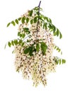 Black locust Branch with flowers Royalty Free Stock Photo