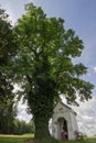 Black Locust with Chapel Overgrown in Ivy