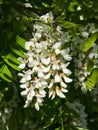 Black Locust, False Acacia or Robinia pseudoacacia blooming close-up, selective focus, shallow DOF Royalty Free Stock Photo