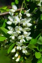 Black Locust, False Acacia or Robinia pseudoacacia blooming close-up, selective focus, shallow DOF Royalty Free Stock Photo