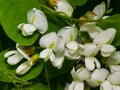 Black Locust, False Acacia or Robinia pseudoacacia blooming close-up, selective focus, shallow DOF Royalty Free Stock Photo