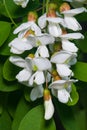 Black Locust, False Acacia or Robinia pseudoacacia blooming close-up, selective focus, shallow DOF Royalty Free Stock Photo