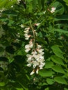 Black Locust, False Acacia or Robinia pseudoacacia blooming close-up, selective focus, shallow DOF Royalty Free Stock Photo