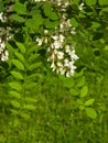 Black Locust, False Acacia or Robinia pseudoacacia blooming close-up, selective focus, shallow DOF Royalty Free Stock Photo