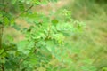 Black locust - false acacia, Robinia pseudoacacia tree