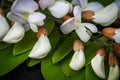 Black Locust flowers Robinia pseudoacacia